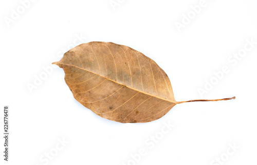 Single dried leaf on white background