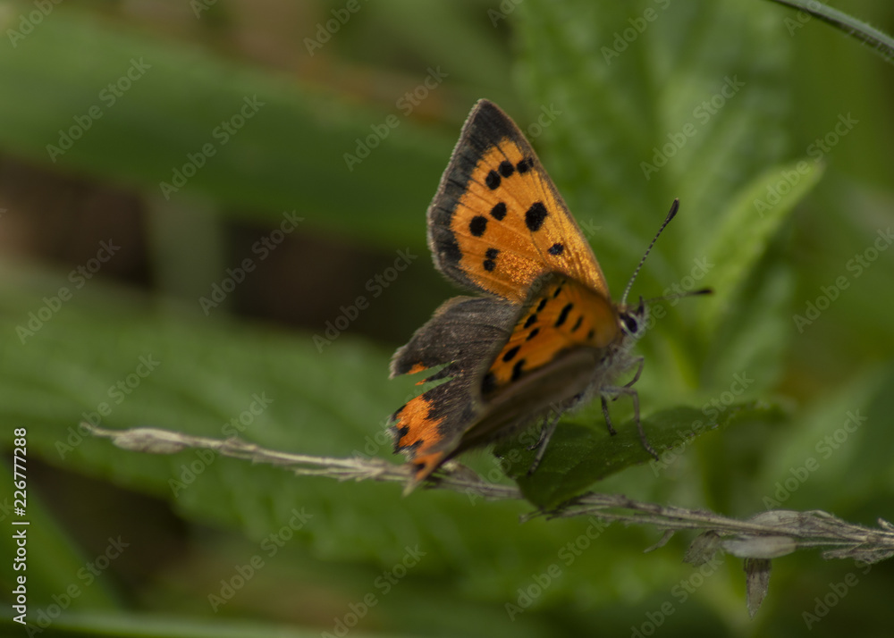 Small Copper Butterfly Small Copper Butterfly