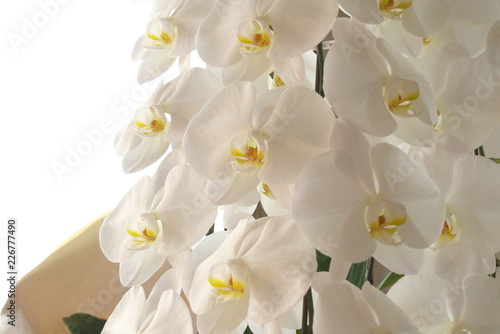 胡蝶蘭（こちょうらん） - Phalaenopsis © sotopiko