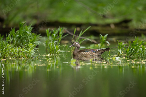 Wood duck female taken in southern MN in the wild © Stan