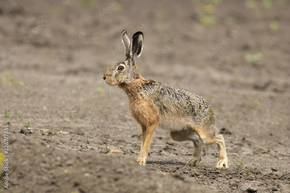 Fototapeta premium European Brown Hare Lepus europaeus