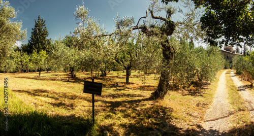 Track through olives, Montespertoli, region of Florence photo