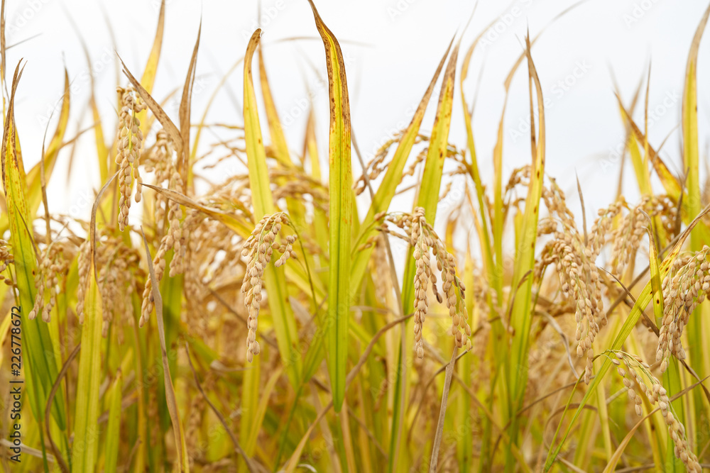 Fototapeta premium Rice Plant In The Morning 