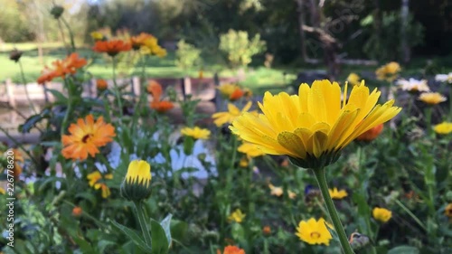 Jardin privé, nature, zen
