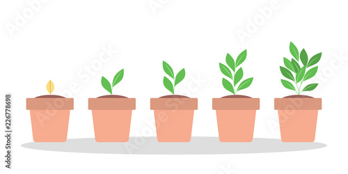 Stages of green plant growth in the pot