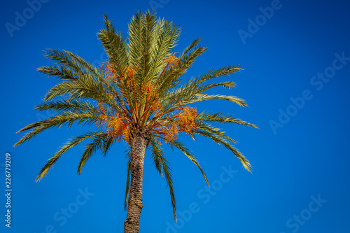 Palm med frukter mot en klarbl   himmel