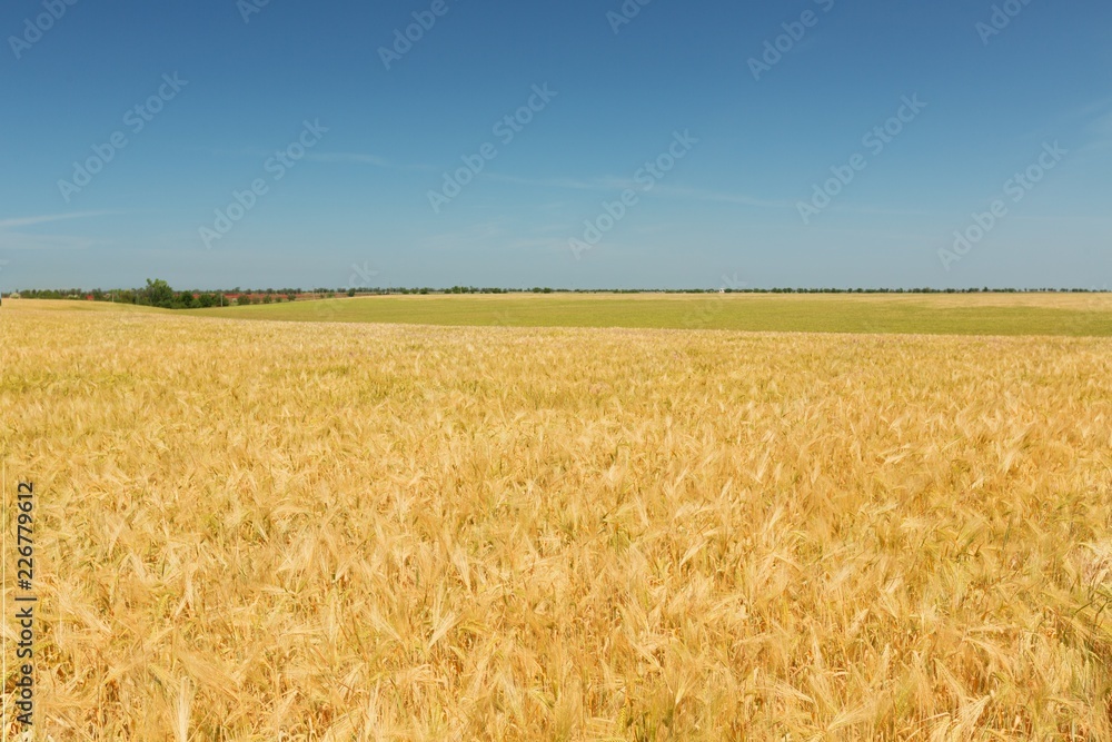 Fototapeta premium Golden Barley / Wheat Field