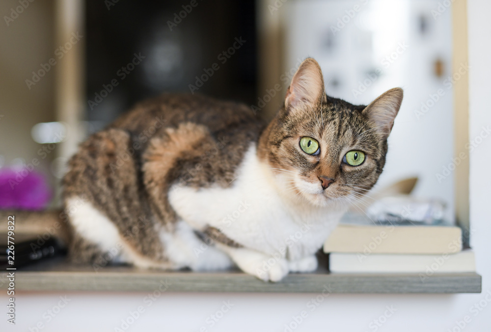 Cute cat lying on furniture