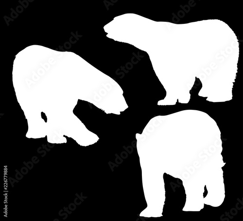 three large polar bears white isolated silhouettes