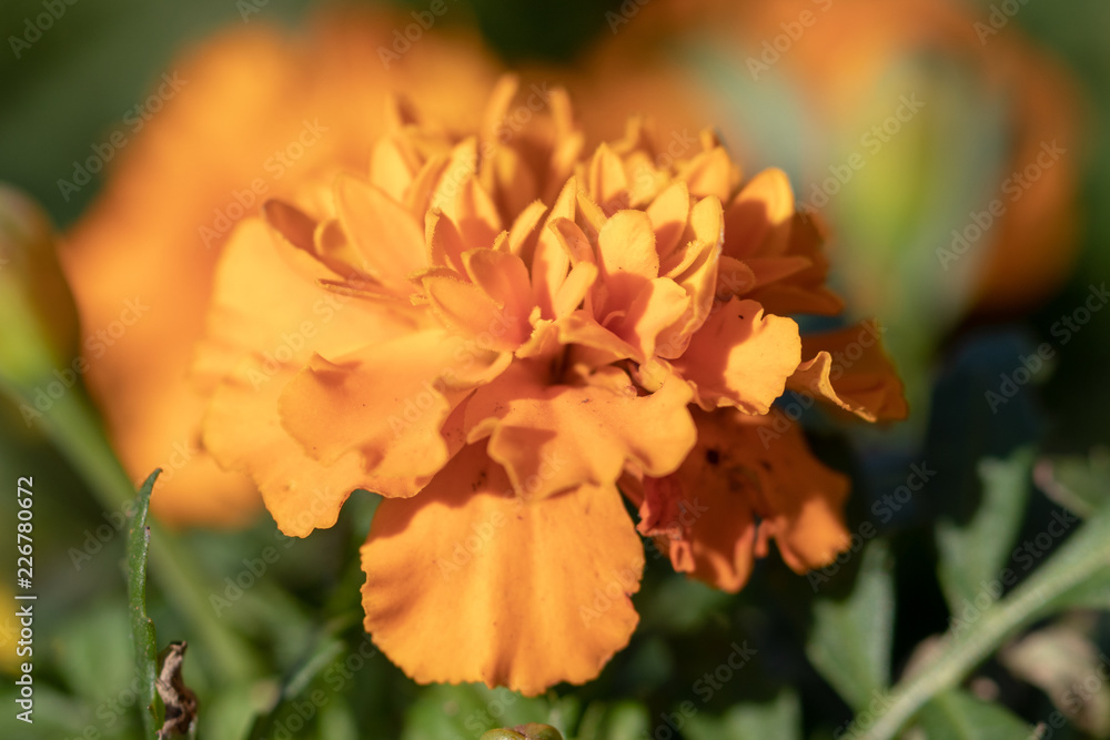 Orange marigold, Funabashi-city, Chiba prefecture, Japan Orange marigold, Funabashi-city, Chiba prefecture, Japan