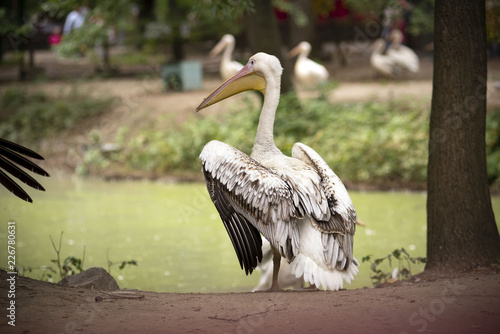 portrait of a pelican