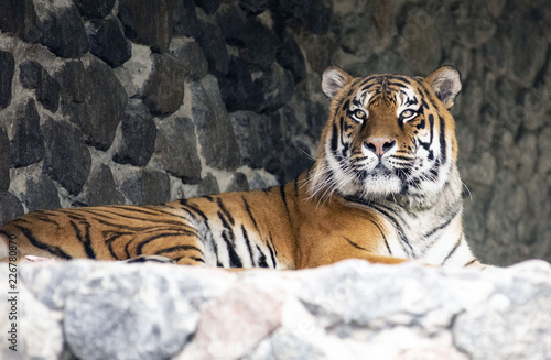 tiger in zoo