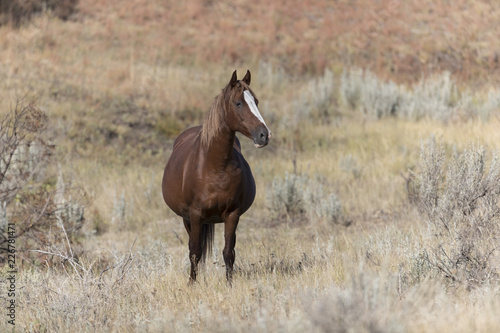 Wild Mustang at Theodore Roosevelt National Park in North Dakota  USA