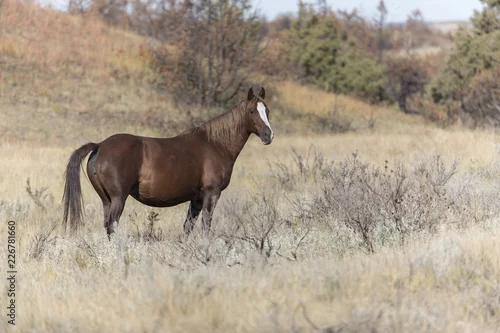 Obraz Dziki mustang przy Theodore Roosevelt parkiem narodowym w Północnym Dakota, usa