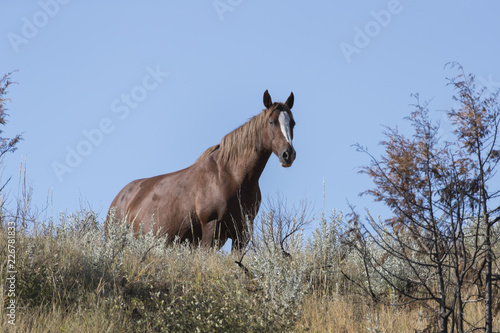 Wild Mustang at Theodore Roosevelt National Park in North Dakota  USA