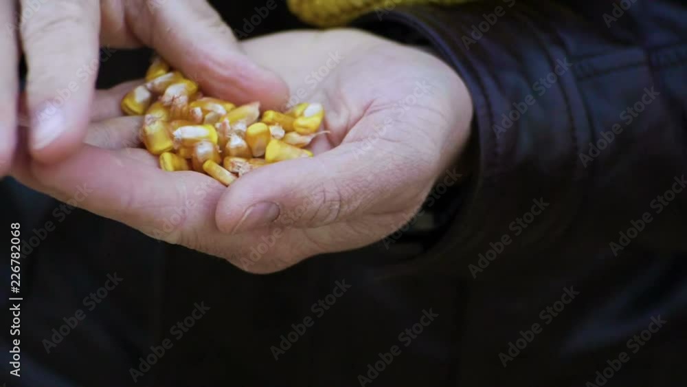 A field of ripe corn. Agronomist examining the ear of corn. Slow motion. HD A field of ripe corn. Agronomist examining the ear of corn. Slow motion. HD