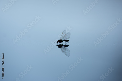 Silhouette einer Fliege