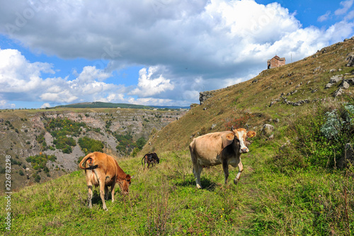 Cows on a background of St. George's Dome Church located above the Dashbashi canyon in Tsalka region, Georgia