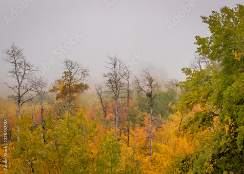 misty trees in autumn
