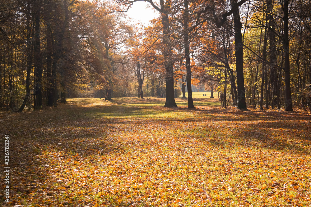 Obraz premium Colorful autumn leaves in a park
