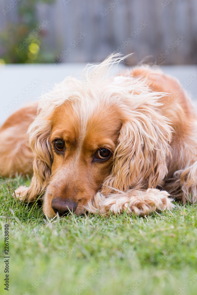 Golden Cocker Spaniel laying down on grass, front view Golden Cocker Spaniel laying down on grass, front view
