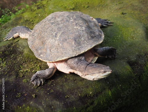 Krötenkopfschildkröte 