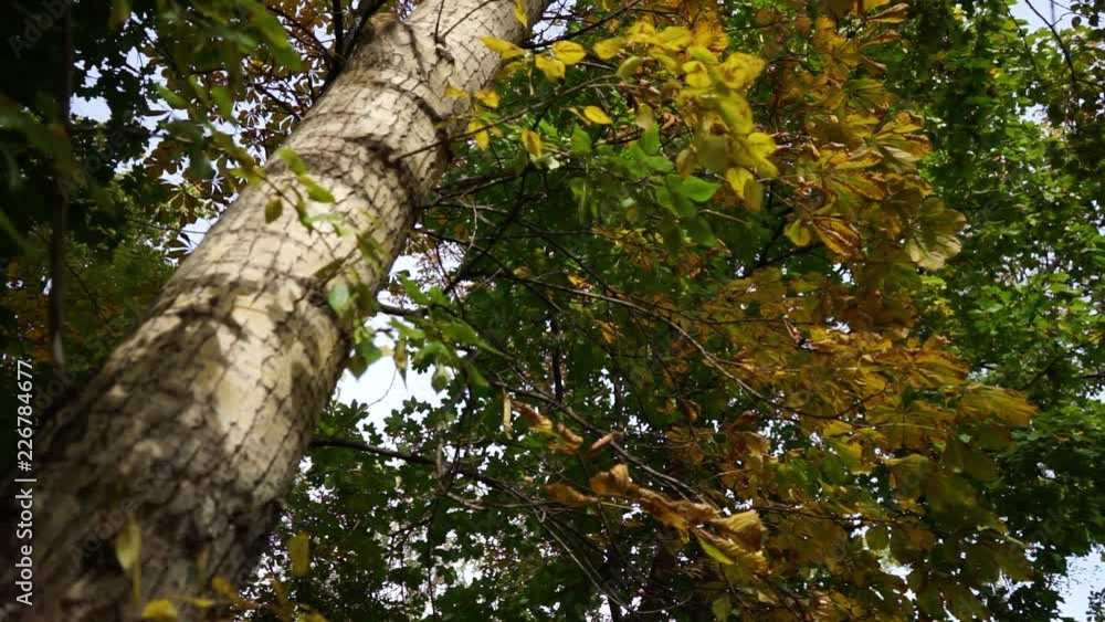 tree with autumn leaves. 2 tree with autumn leaves. 2