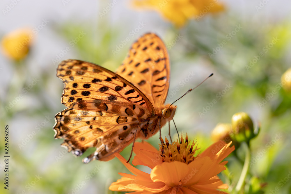 Obraz premium Mary gold and butterfly (high brown fritillary), Funabashi-city, Chiba prefecture, Japan