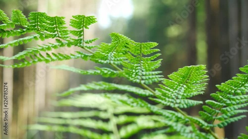 Ferns is illuminated by sunlight in slow motion in forest, ecological enviroment photo