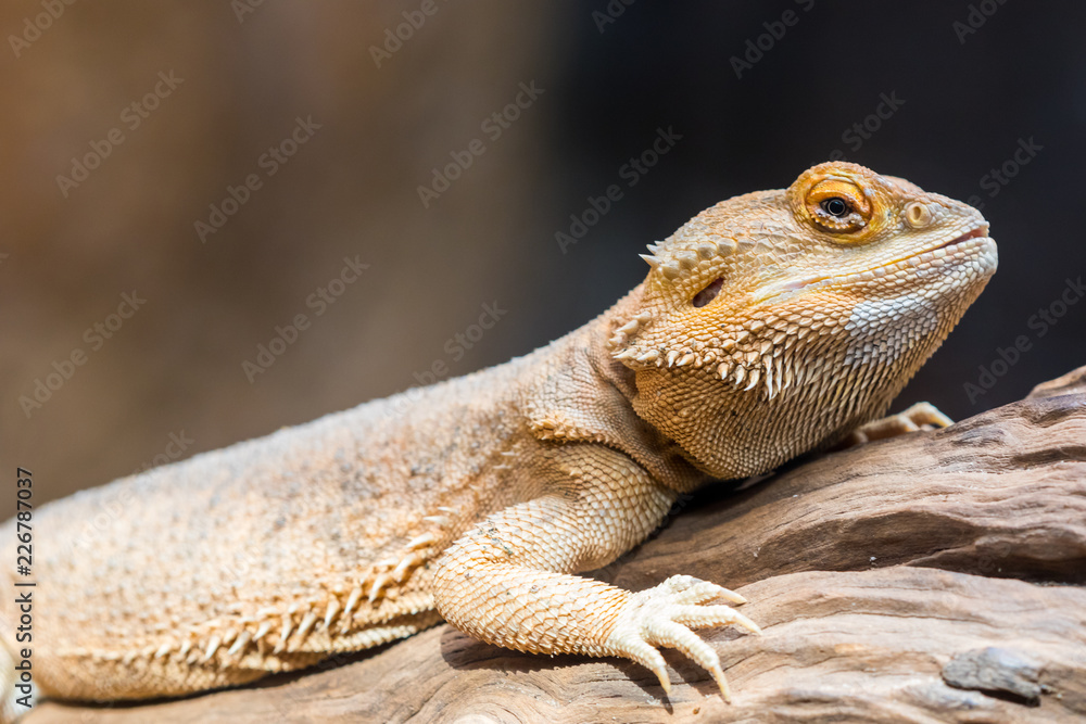 Horned lizard are exposed to sunlight Horned lizard are exposed to sunlight