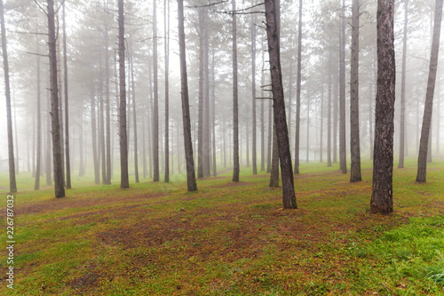 pine forest in the fog
