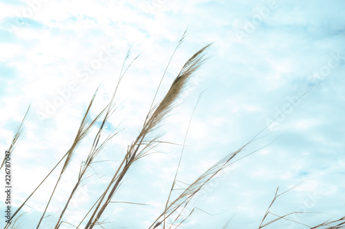 The wild grass summer scene are waving in the winds against the blue sky 