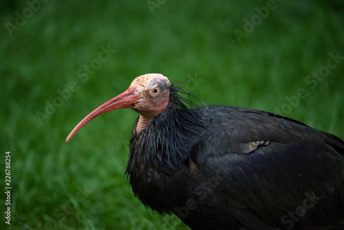 langschnabliger Vogel