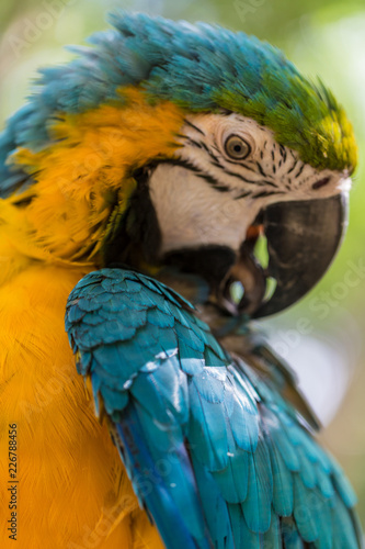 Blue Parrot portrait with yellow neck in the park