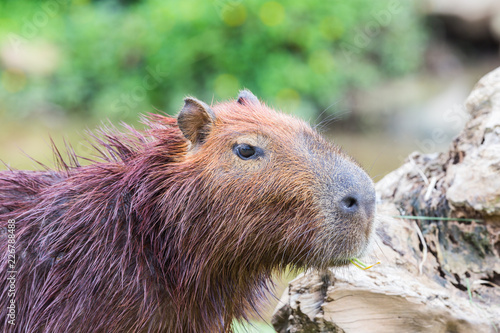 Portrait of capybara