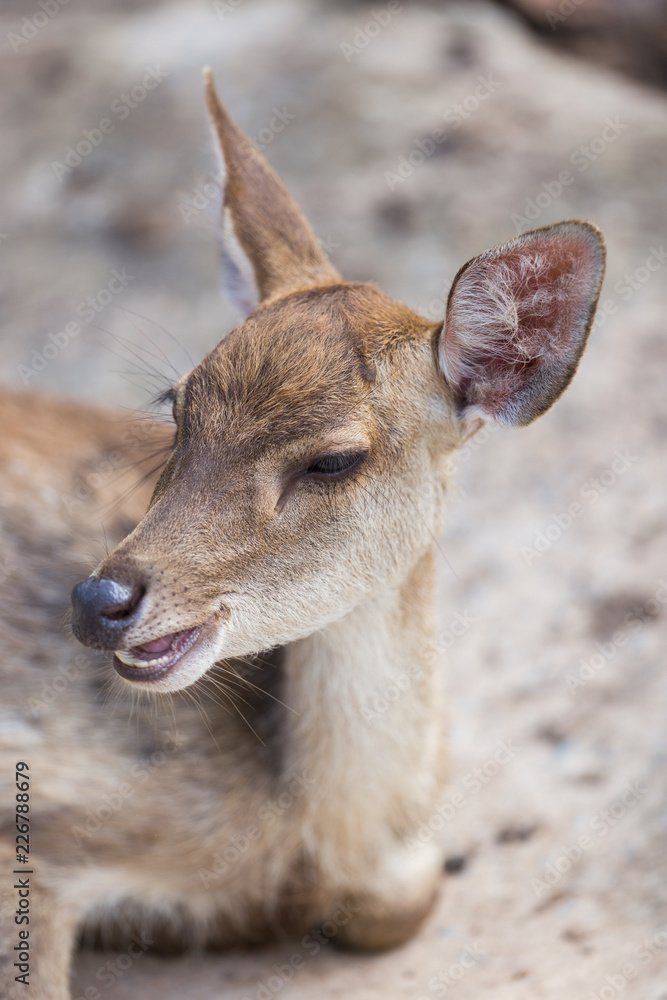 Portrait Wild red deer Portrait Wild red deer