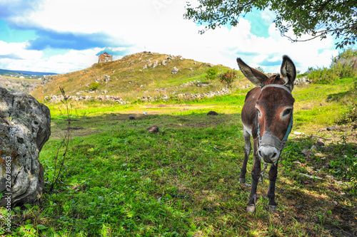 Donkey on a background of St. George's Dome Church located above the Dashbashi canyon in Tsalka region, Georgia photo