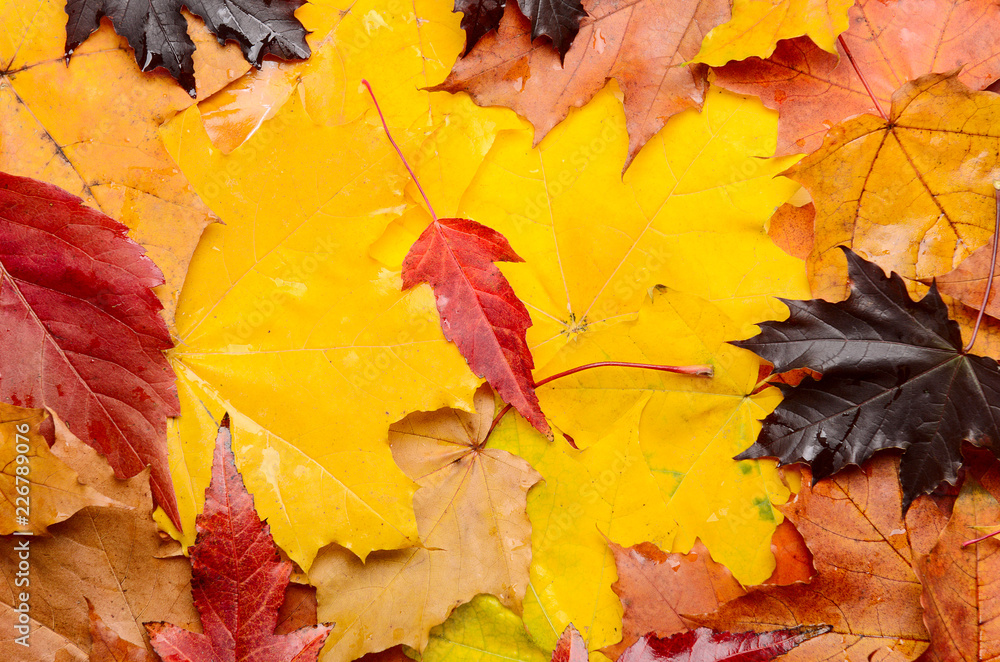 Obraz premium A bunch of red, yellow and purple autumn leaves. Bright nature. Color background for autumn posters