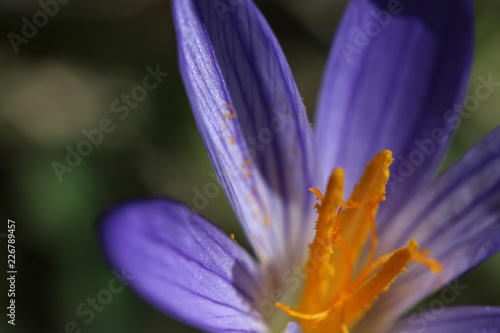 Photos closeup of crocus