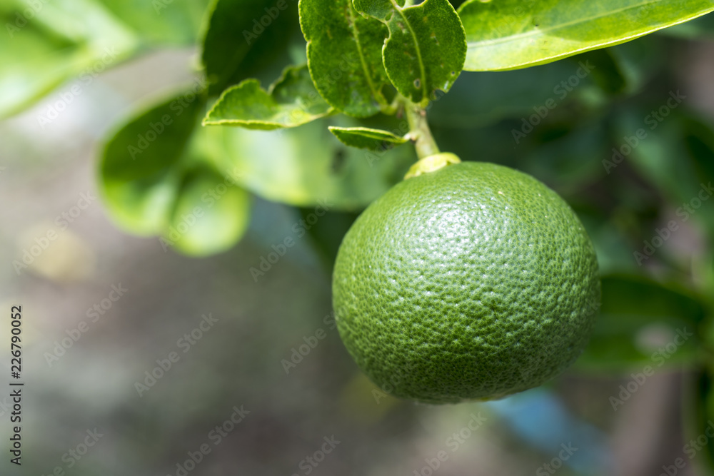 Close up of big lemon on its tree Close up of big lemon on its tree