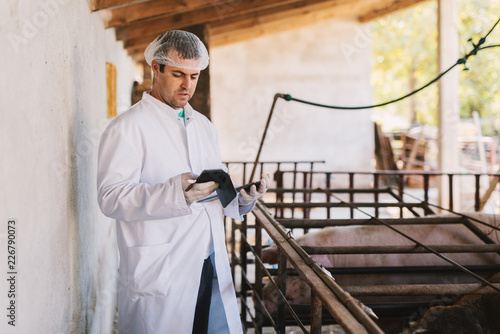 Picture of young male veterinarian in white sterile clothes standing in piglet and looking at his telephone. Holding tablet at his hands and comparing measuring results..