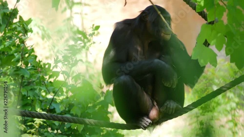 Male bonobo/pygmy chimpanzee sitting on a rope and eating (zoo).