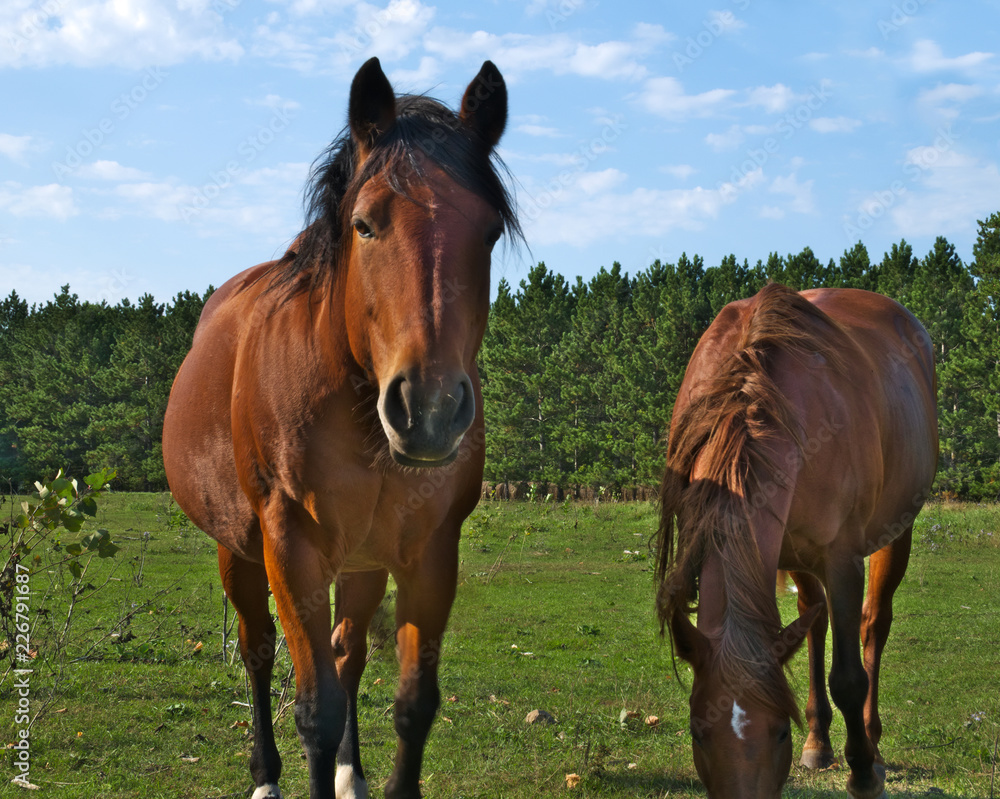 Brown bay horses at the horse farm in summer on sunny day