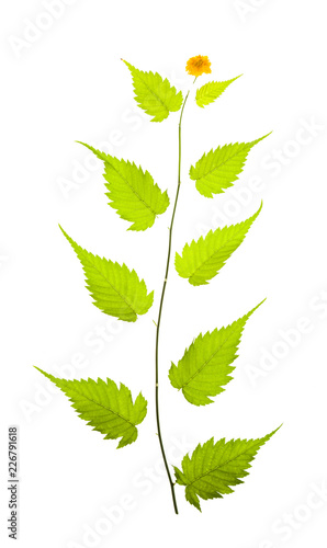 Green leaf on white background