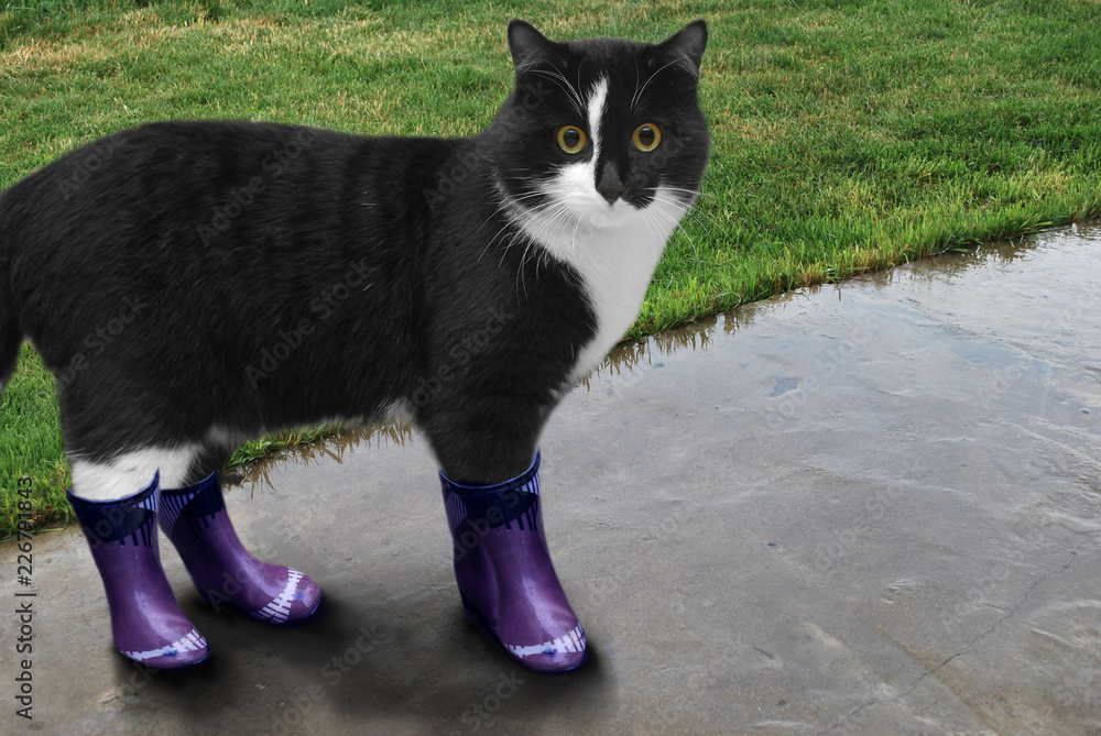 Cat in boots on walk after a rain Photos | Adobe Stock