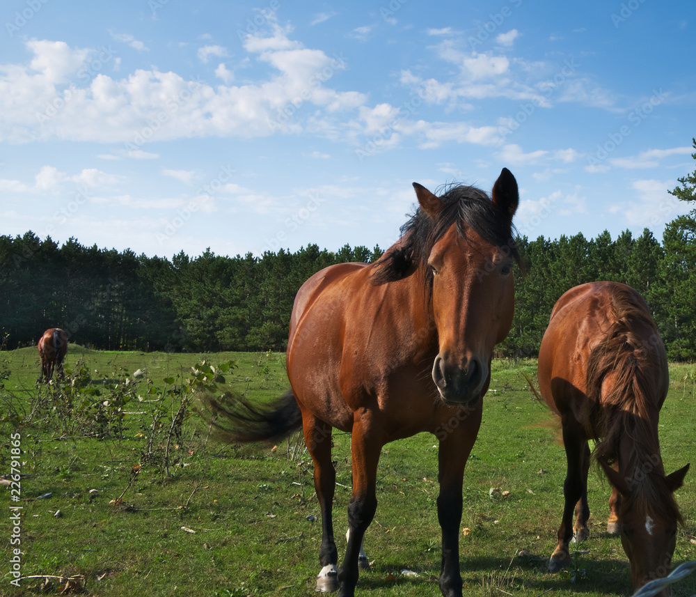 Brown bay horses at the horse farm in summer on sunny day Brown bay horses at the horse farm in summer on sunny day