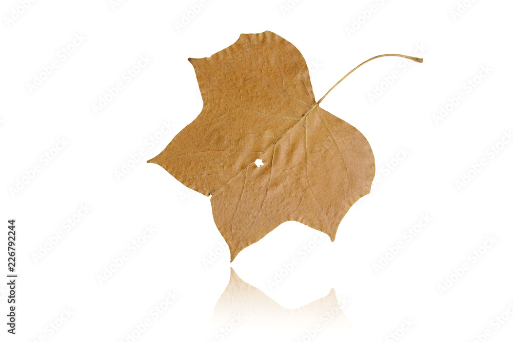 Isolated Dry Leaf of Tulip Tree on White Background Isolated Dry Leaf of Tulip Tree on White Background