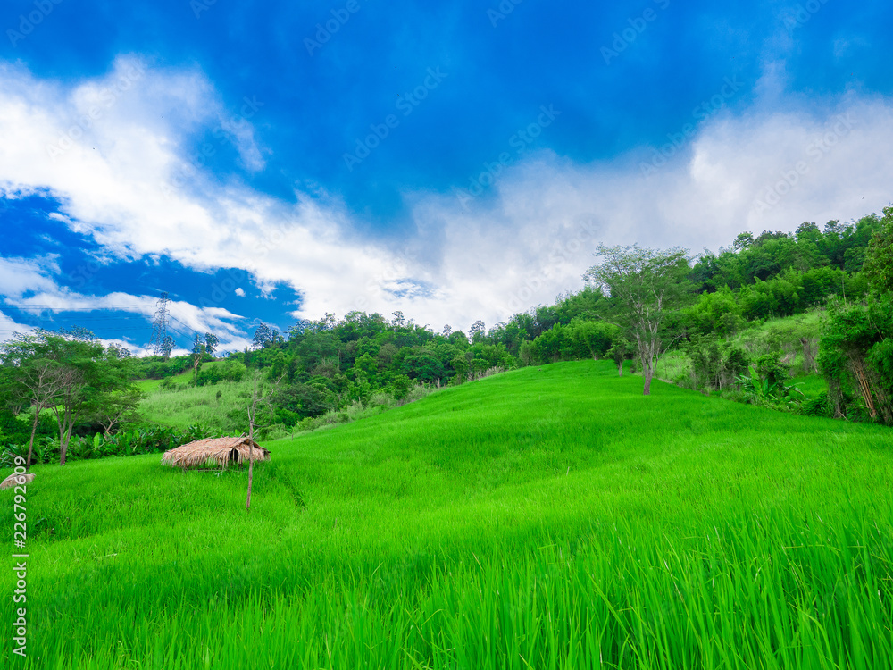 The Beautiful pasture on a refreshing day. The Beautiful pasture on a refreshing day.