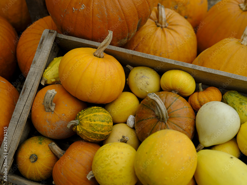 Autumn - harvest festival - Halloween - Thanks Giving: a colourful arrangement of pumpkin, marrow, gourdes and others.