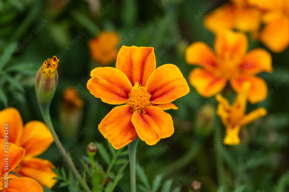 French Marigold Flowers in Bloom French Marigold Flowers in Bloom